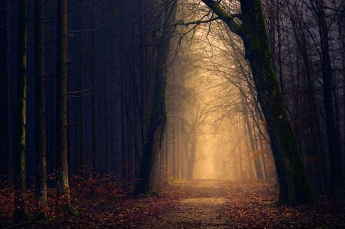 yellow-lights-between-trees-hvrpOmuMrAI.jpg