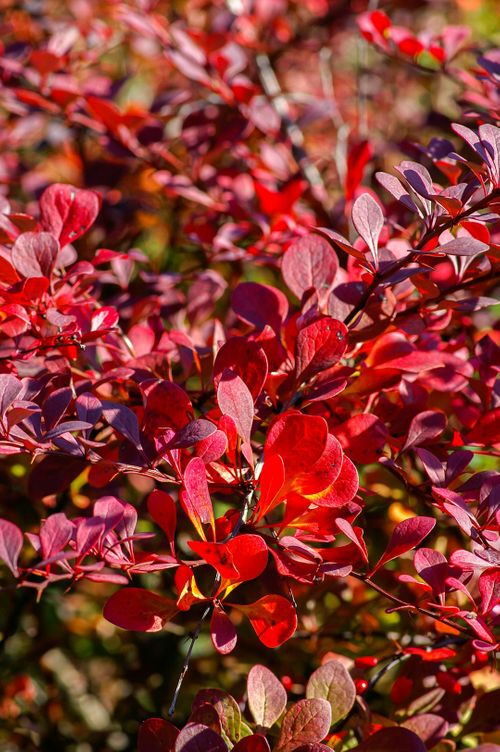 red-and-green-leaves-plant-NUDOCSUE3N0.jpg