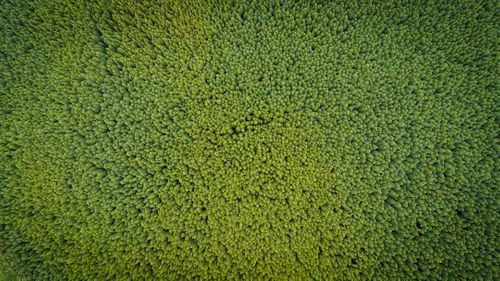 aerial-photography-of-green-trees-Z83CMY9ho-I.jpg