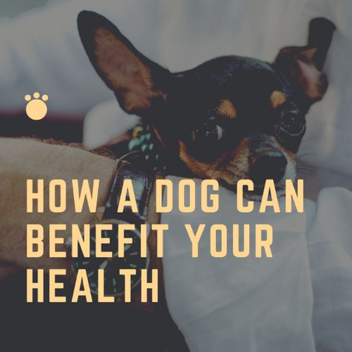 dog benefits health.png