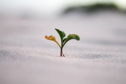 closeup-photography-of-plant-on-ground-vGjGvtSfys4.jpg