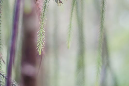 a-close-up-of-a-tree-branch-with-a-blurry-background-imUZXbv69YI.jpg